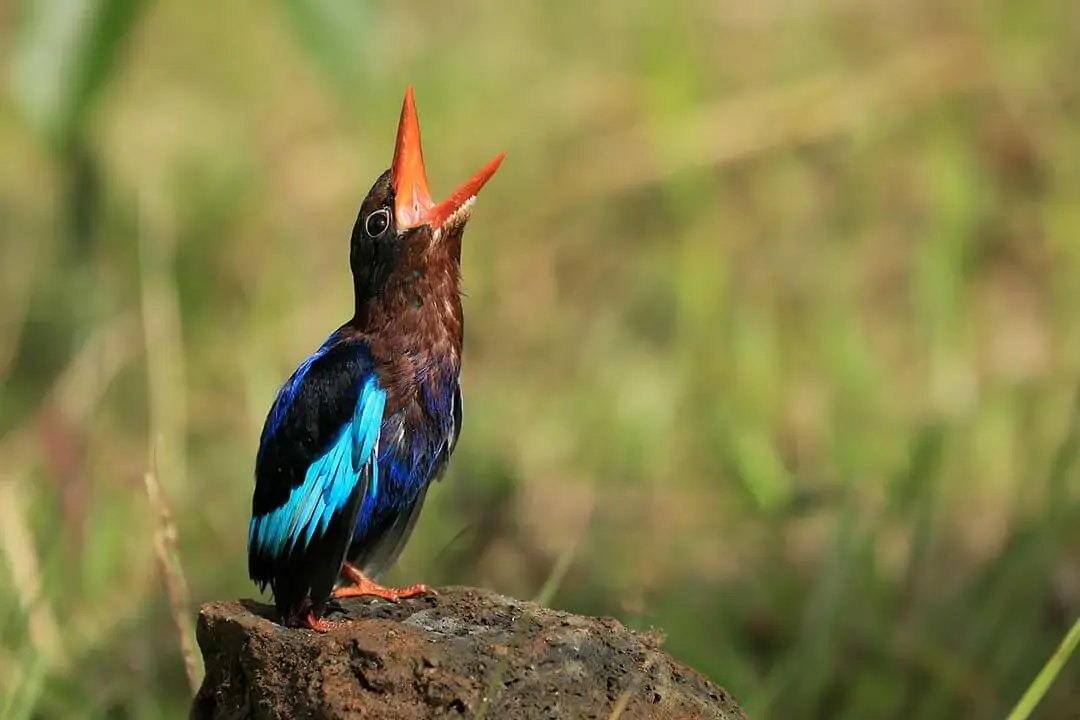 King Fisher